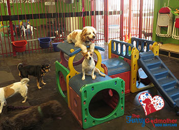 Doggy Daycare